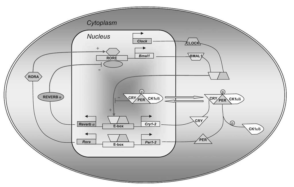 Schema molekulárního mechanismu biologických hodin. Převzato z Guilding et Piggins, 2007. 3.2 Clock a Bmal1 Oba proteiny CLOCK i BMAL1 obsahují tzv.