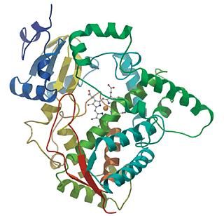 4 Cytochromy P450 Cytochromy P450 (Obr. 1) představují superrodinu hemových enzymů, které lze nalézt snad v každém živém organismu na Zemi, od bakterií až po člověka.
