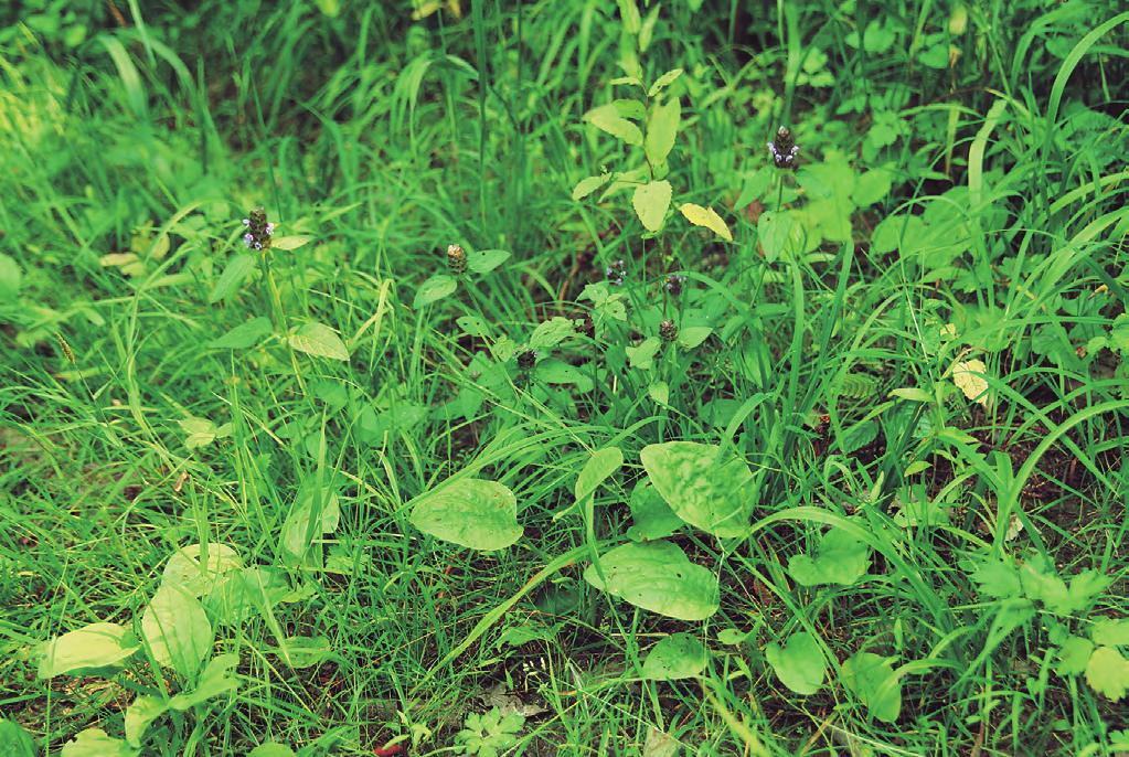 Obr. 96. Prunello vulgaris-ranunculetum repentis. Lesní cesta s jitrocelem větším (Plantago major) a černohlávkem obecným (Prunella vulgaris) u Kunína na Novojičínsku. (M. Chytrý 2006.) Fig. 96. Forest path with Plantago major and Prunella vulgaris near Kunín, Nový Jičín district, north-eastern Moravia.