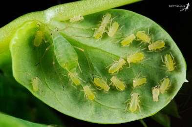 Kyjatka hrachová (Acyrthosiphon pisum) bezkřídlé i okřídlené živorodé samičky jsou 4,5 5,5 mm dlouhé, zelené, někdy červenavé barvy přezimuje ve stádiu vajíčka na jeteli, vojtěšce a