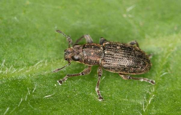 Sitona macularius (Marsham