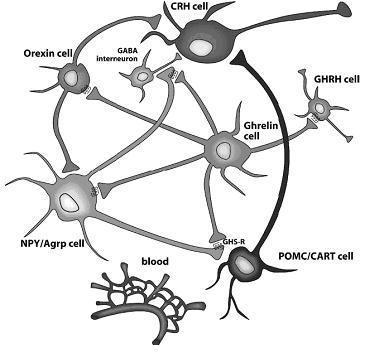 3.1 OREXIGENNÍ A ANOREXIGENNÍ SIGNÁLY Eferentní neurony, produkující ghrelin v nukleus arcuatus, patří ke klíčovým místům v centrální regulaci energetické rovnováhy a mohou ovlivňovat aktivitu