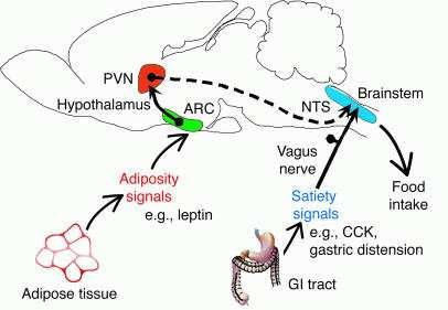 proteiny, jako je například albumin (obr. č. 5) (Lely et al., 2004). Stále však není jisté, zda ghrelin musí k ovlivnění CNS prostupovat hematoencefalickou bariérou.