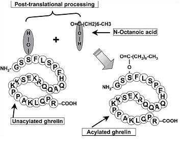 Obrázek č. 7: Vznik acyl ghrelinu posttranslační připojení zbytku kyseliny oktanové (Lely et al., 2004) Druhá forma ghrelinu nemá octanoyl a nazývá se neaktivní nebo des-acyl ghrelin.