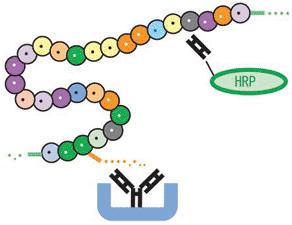 Obrázek č. 21: Vazba specifické protilátky značené HRP na acyl ghrelin (www.lincoresearch.com) Obrázek č. 22: Vazba specifické protilátky značené HRP na desacyl ghrelin (www.lincoresearch.com) Dodávaná činidla : 1.