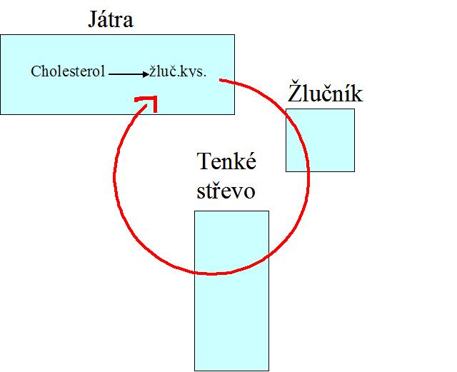 Enterohepatální oběh žlučových kyselin Syntéza 0,2-0,6 g/den a recyklace >95% i sekundární