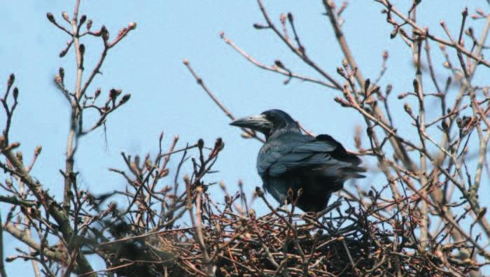 Hoholka lední (Clangula hymalis) na Labi po více než 100 letech Dne 3. 3. 2018 jsem se po zrušeném výletu na vodní nádrž Nechranice rozhodl, že se podívám na racky do zimního přístavu v Děčíně.