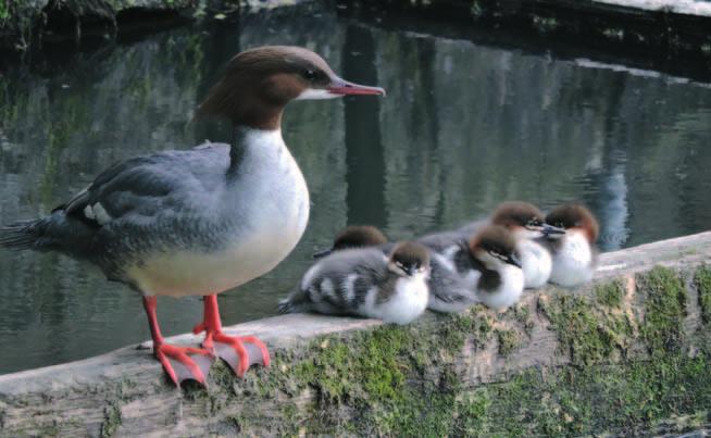 Morčáci velcí (Mergus merganser) na Mandavě ve Varnsdorfu Zámecký rybník v Děčíně útočiště nebo utrpení pro vodní ptactvo? Pokračování ze str.