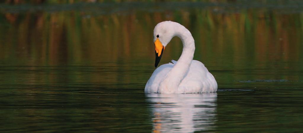 Ještě k labuti zpěvné (Cygnus cygnus) v Labských pískovcích V minulém čísle našeho