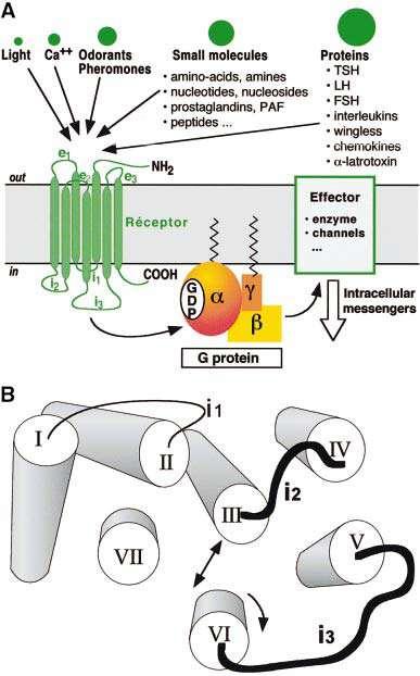 13 Fig. 1 Structural and functional organization of G protein coupled receptors (GPCRs) in plasma membrane From Bockaert, J., Pi