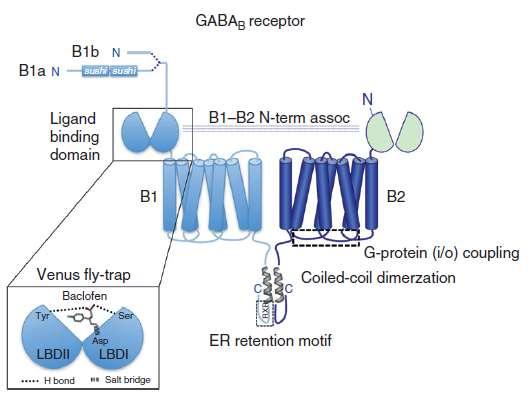 17 occurs when ligand (GABA or baclofen) binds to the N termini of the B1 subunit in a venus flytrap mode of ligand binding (zoom panel). Essential ligand binding amino acids have been highlighted.