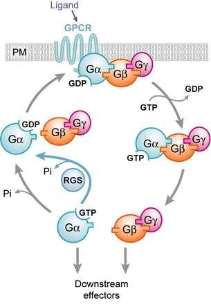 18 4.4. Trimeric G proteins and GDP/GTP exchange in guanine nucleotide binding site of Gα subunits (G protein cycle) From the structural point of view, trimeric G proteins are composed from three