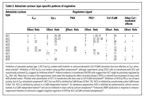 23 Fig. 8 Functional responsiveness of different AC isoforms to G protein activation In comparison to Gα mediated signaling, Gβγ mediated signaling is much better understood.