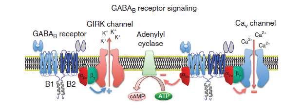 24 the Ca 2+ or K + channels is explained in details in Fig. 9. Activation of the G protein coupled GABA B receptor stimulates GTP dependent G protein (Gi/o) dissociation of the Gα and Gβγ dimer.