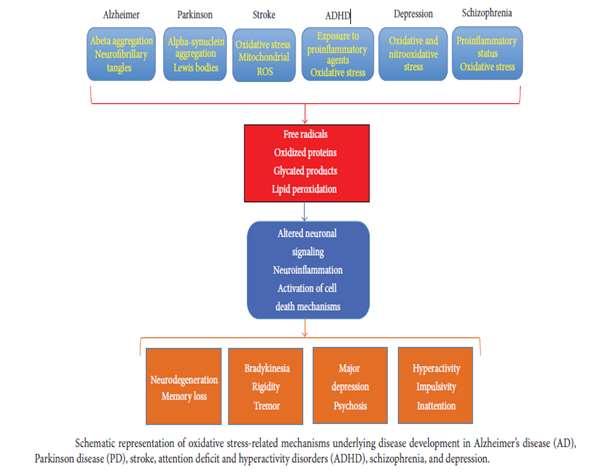 43 An increase in oxidative and nitro oxidative stress and a decrease in the antioxidant capacity of the brain are key factors involved in the etiology of neuropsychiatric diseases.