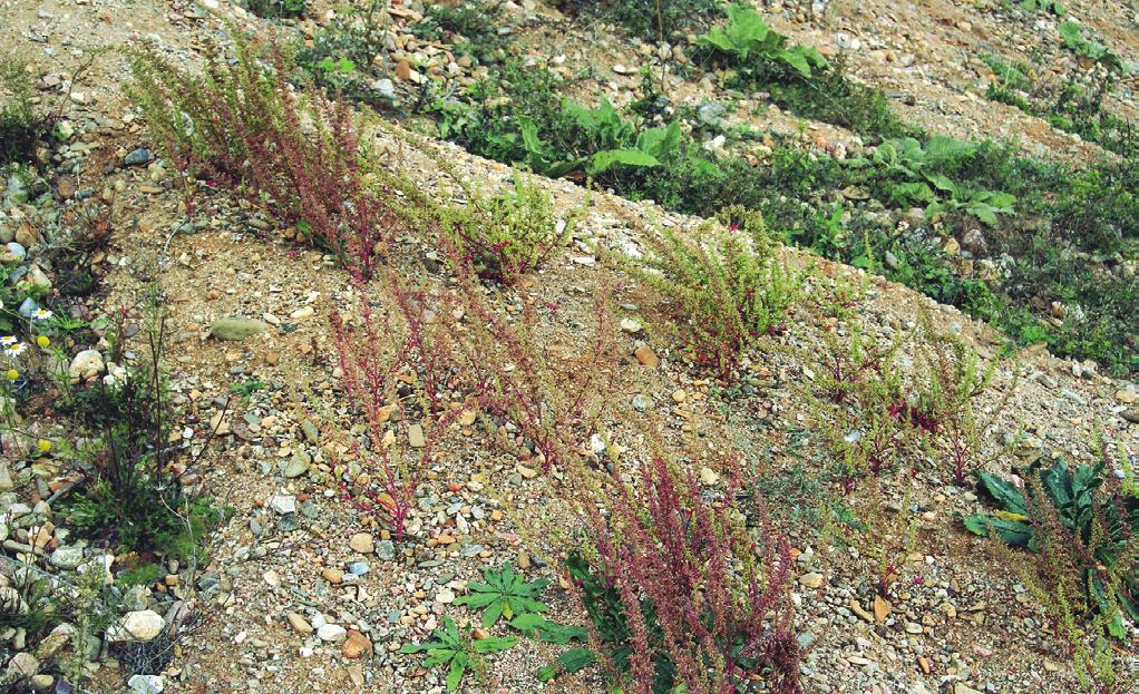 XBJ01 Chenopodietum botryos Sukopp 1971* Ruderální vegetace s merlíkem hroznovým Tabulka 5, sloupec 9 (str. 171) Orig. (Sukopp 1971): Chenopodietum botryos ass. nov. Syn.