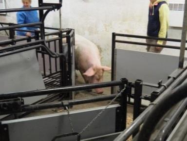 C Manipulace se zvířaty 1. Vhodné prasnice Lze užít prasnice vhodné v konvenčním chovu, tedy zdravé prasnice bez výrazných problémů s končetinami.