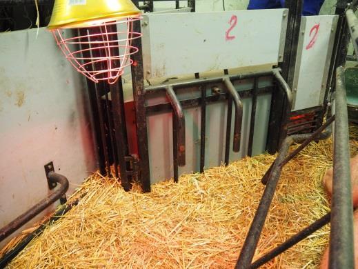 4. Kontrola zdravotního stavu prasnice a selat Snadný přístup k prasnici a selatům