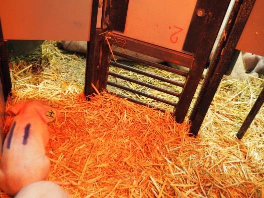 Obrázek 14c Obrázek 14d 6. Postoj a zkušenosti ošetřovatelů Ošetřovatelé potřebují projít odpovídajícím školením v provozování a využívání jakéhokoli nového systému ustájení na porodnách prasnic.