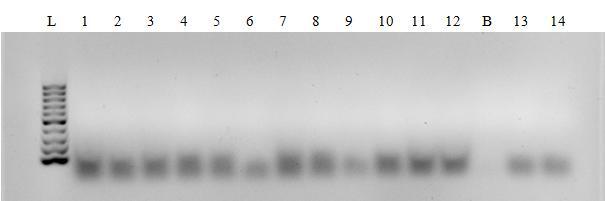 5.2 Detekce PDV K detekci PDV byly použity dva postupy RT-PCR, první podle podle Lenz a kol. (2008) a druhý podle Mekuria a kol. (2003). Obrázek 6).