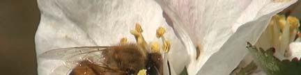 Apidae: Bombus lapidarius, 1. Potentilla aurea L. Colletidae: Hylaeus brevicornis, 1. Potentilla argyrophilla Wall. ex Lehm.