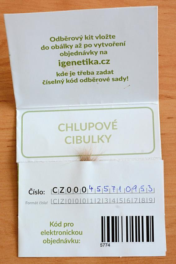 cibulky