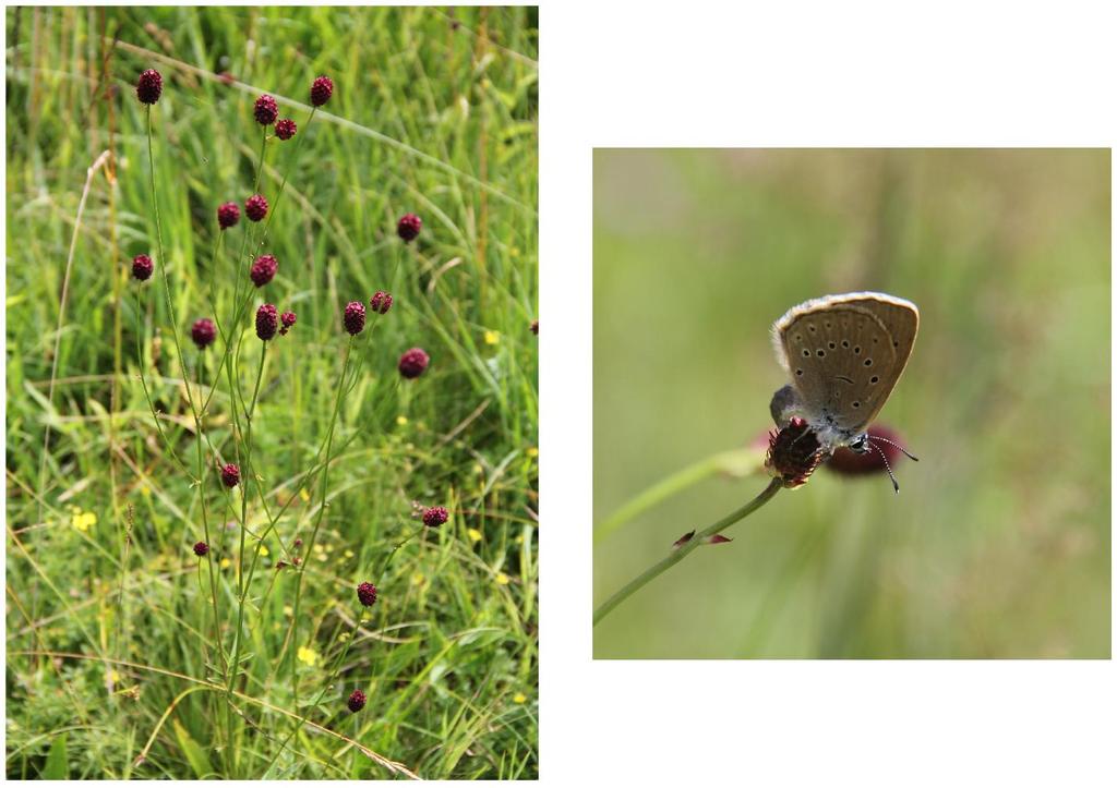 Obr. 4 Sanguisorba officinalis (autor: P. Glückseligová Obr. 5 samice M. teleius při kladení vajíčka, Horní Malše (autor: P.