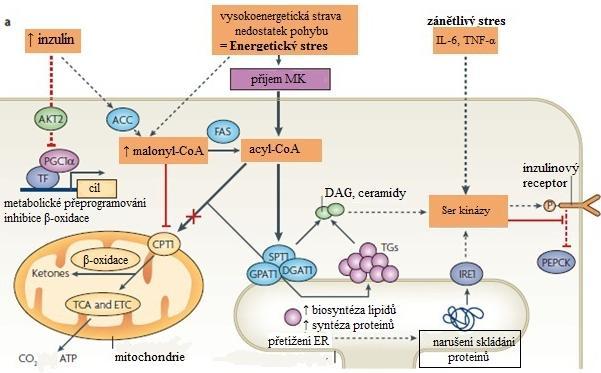 v játrech. To vede k porušení inzulínem stimulovaného potlačení glukoneogeneze, k potlačení syntézy lipidů a zvýšení β-oxidace (Muoio and Newgard 2008).