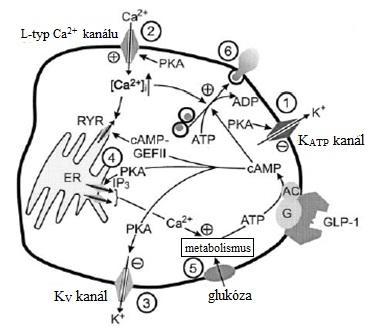 (upraveno podle Gromada et al. 2004) Obr.11.