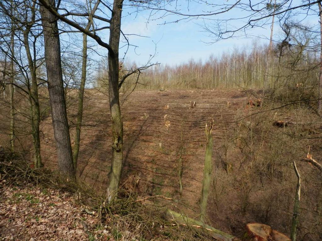 Stromy, které se měly vysazovat na druhé straně směr Maníkovice, budou vysázeny u hlavní komunikace směr Habr Čihátka. Jedná se o 76 ovocných stromů.