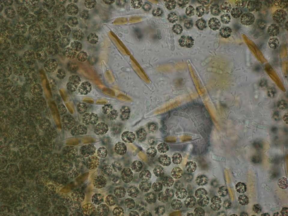 Pseudanabaena mucicola a