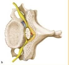 Konec příčných výběžků je rozšířen v tuberculum anterius a posterius, mezi nimi