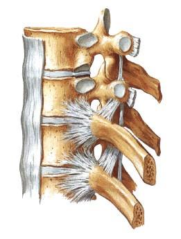 Articulatio costovertebralis Foveae