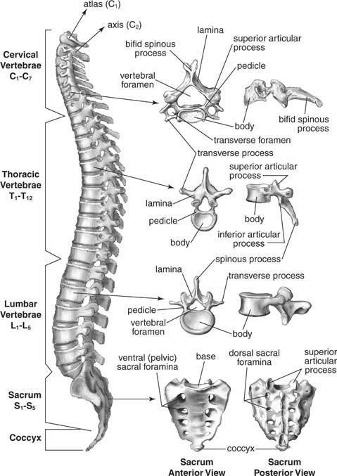 Columna vertebralis 33 nebo 34 obratlů kostrč má 4 nebo 5 obratlů Segmnty (somity) sklerotomy pohybová jednotka páteře tvořena