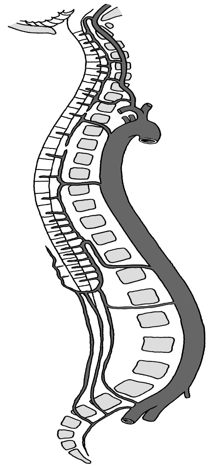 medulares segmentales tractus corticospinalis lateralis dráha zadních provazců tr.spinothlal. tr.corticospin. ant. vasokorona r.