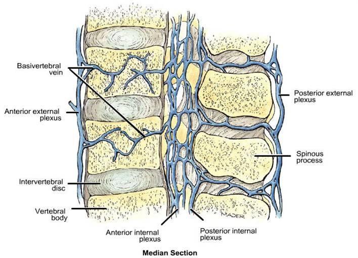 Venosní systém - žilní odtok podobný průběhu arterií - podél míšních kořenů nezávisle do plexus venosus vertebrales interni - Batsonův plexus (cévy bez chlopní, zavzaté do