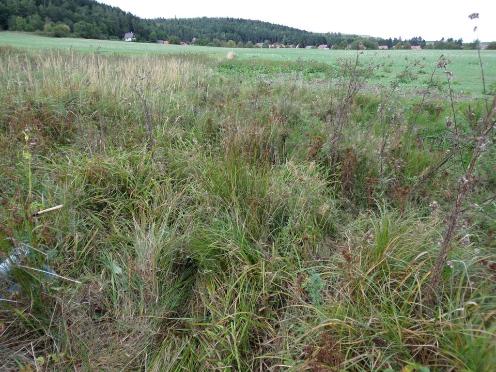 A. Sobota lgt., coll. ZMP; PR Střela (5945), bez uvedení data sběru (Žán et al. 1984); 1994 (Benedikt et al. 1994); Rabštejn nad Střelou (5945), 26.VI.1946, 1 ex., A. Sobota lgt., coll. ZMP. Chrysolina (Hypericia) geminata (Paykull, 1799) Petrohrad (5846), 31.