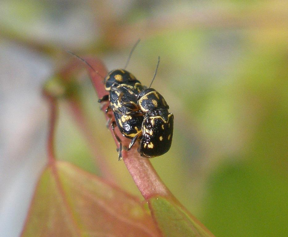 Pachybrachis (Pachybrachis) tessellatus tessellatus (Olivier, 1791) Rabštejn nad Střelou, Kozí hřbety (5945), 21.VI.2013, 6.VII.
