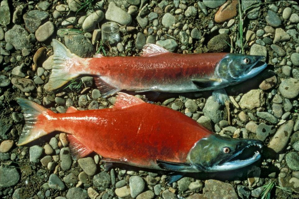 S reprodukcí souvisí různě rozsáhlé změny morfologie (losos přestavba fyziologie moře sladká voda = přední čelist se začne protahovat a hákovatět a