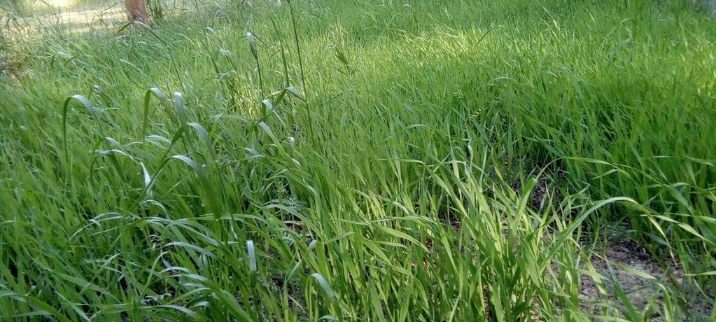 PIVAŘ 17 zaslal jsem fotku mému kamarádovi zemědělci, který snadno chorobu identifikoval jako hnědou skvrnitost. Jedná se o houbovitou chorobu, která postupně vysála z mého ječmene většinu síly.