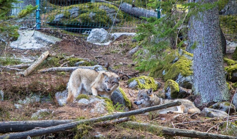 Venkovní expozice Hlavní výběh se 14 vlky o rozloze cca 3 ha a odstavný výběh 0,9 ha. Chovný pár byl dovezen 11. 2. 2015, vlčice ze ZOO v Lohbergu a vlk z plzeňské ZOO.