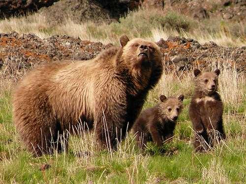 Mykofágní obratlovci Příležitostní mykofágové Ursus arctos horribilis - houby činí 1-7 % potravy - hřibovité (Suillus spp.