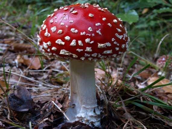 Historie a první zobrazení Amanita muscaria - jedna z nejstarších hub využívaná jako halucinogen - využívána Arijskými kmeny ve