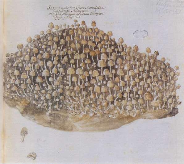 Historie a první zobrazení rukopis z roku 1620, Accademia