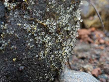 000 g, dostřel až 2,5 m Pilobolus kleinii (Mucorales,
