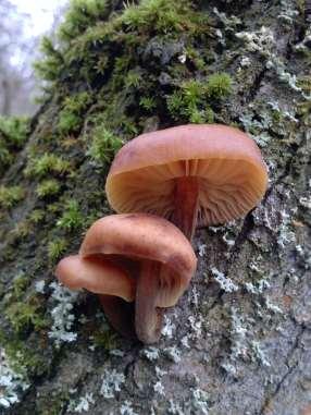 (Agaricales, Basidiomycota)
