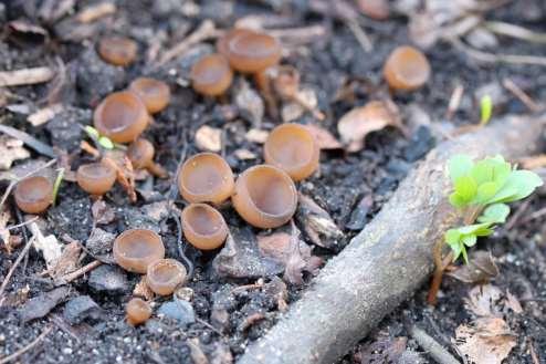 Sclerotinia