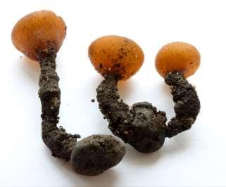 bulgarioides  