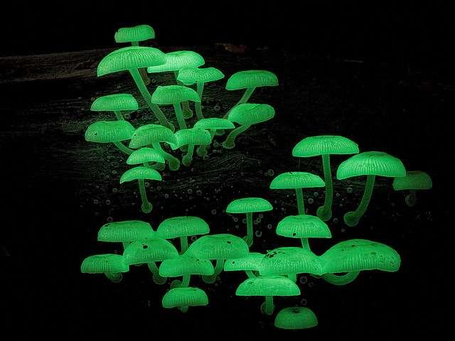 Světlo Bioluminescence - reakce kyslíku s látkou luciferin z účasti enzymu luciferáza = dosud známá pouze u dřevokazných a