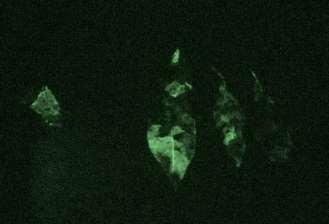 Světlo Bioluminescence - reakce kyslíku s